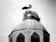 Stork
